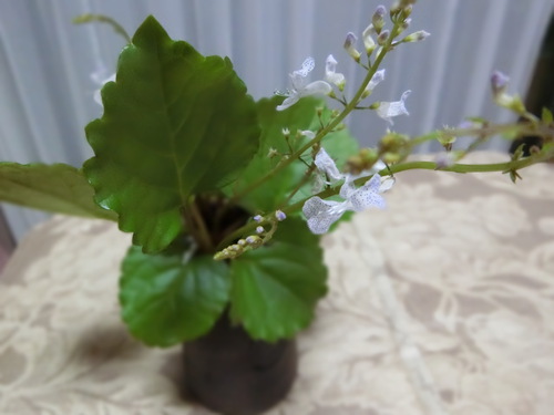 花とランチとおしゃべりと