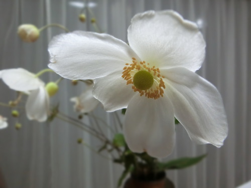花とランチとおしゃべりと