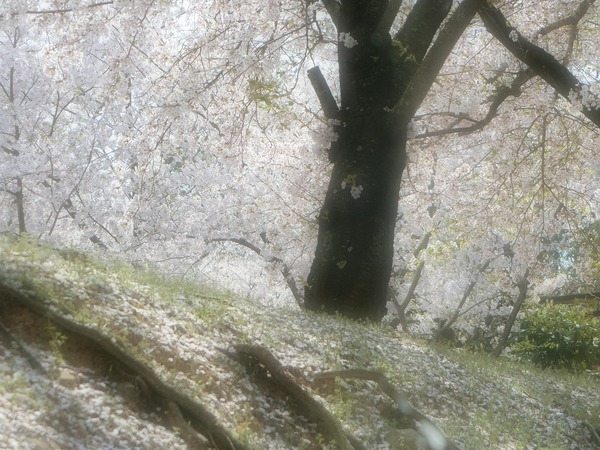 サクラが主人公