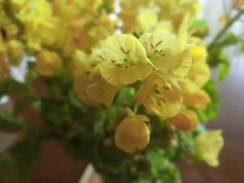 一足も二足も早い春がやって来たような・・・