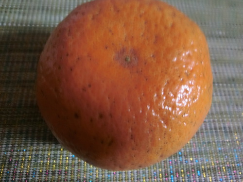 見た目が悪いけど中身はそうでもない