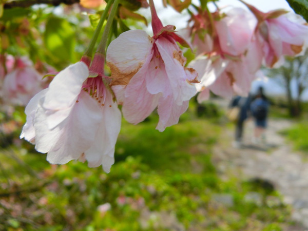 空が恨めしかった「女木島のさくらまつり」