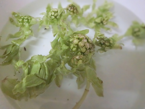 春の到来を食べる