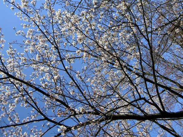紫雲ふれ愛ウォーク春の一日