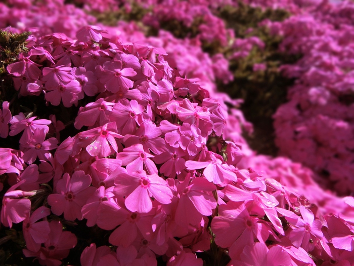 東かがわ市の芝桜富士