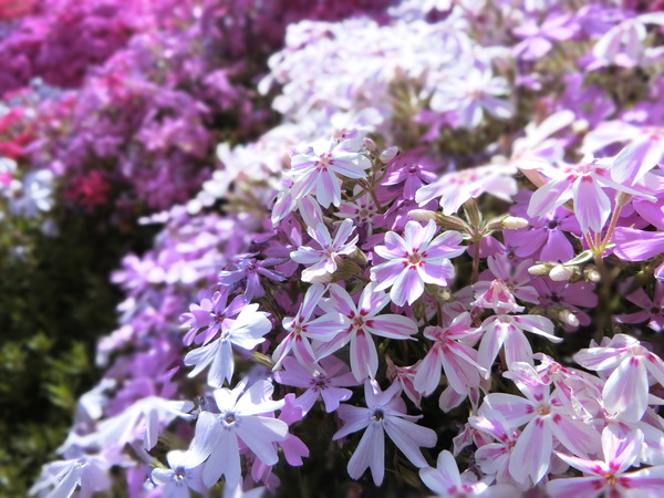 東かがわ市の芝桜富士