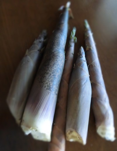 ワタシ、淡竹大好き