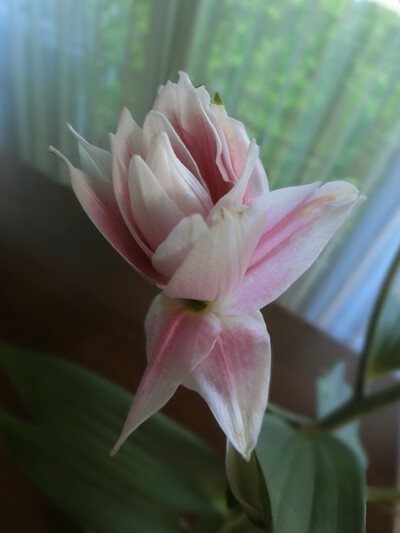 花粉のない八重の百合の花