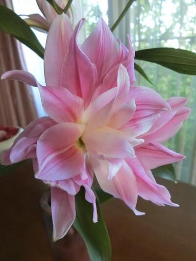 花粉のない八重の百合の花