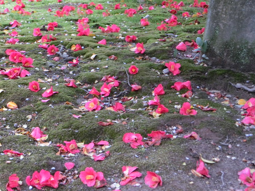 お茶会と桜と椿