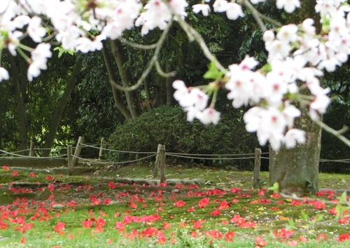 お茶会と桜と椿
