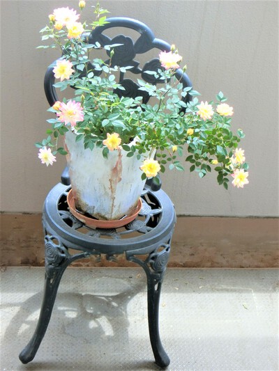 今年もゴーヤをプランターに植え付ける。