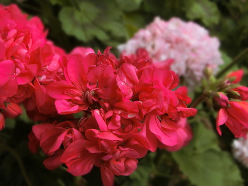 今年もゴーヤをプランターに植え付ける。