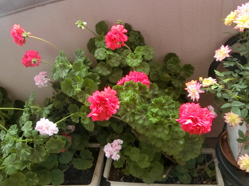 今年もゴーヤをプランターに植え付ける。
