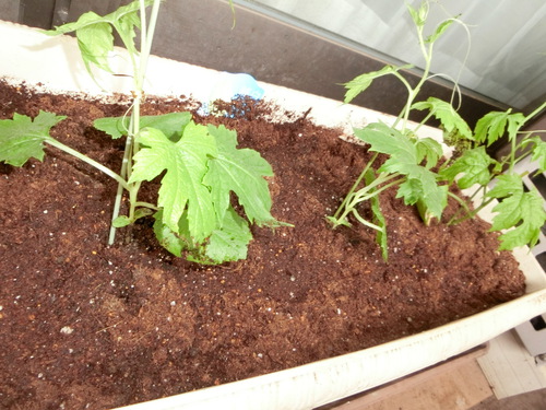 今年もゴーヤをプランターに植え付ける。