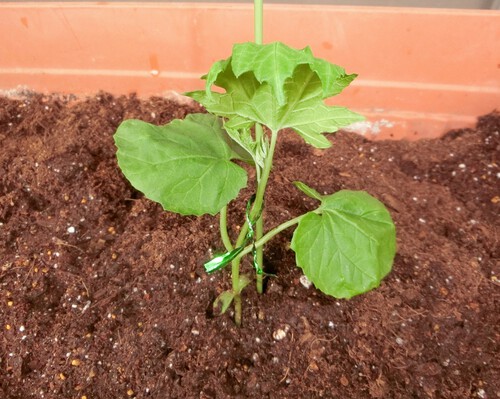 今年もゴーヤをプランターに植え付ける。