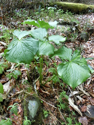 ワタシが撮った尾瀬の花たち