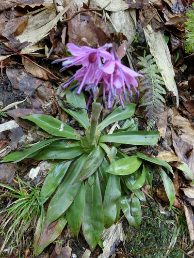 ワタシが撮った尾瀬の花たち