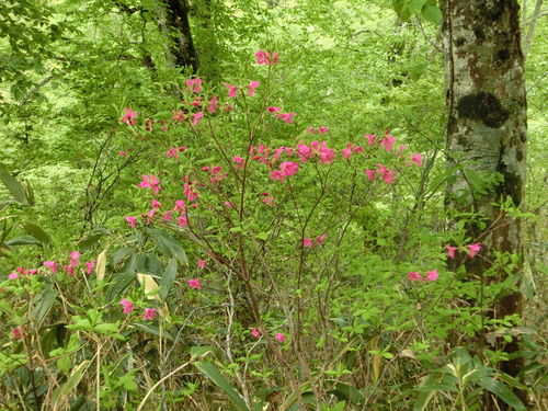 ワタシが撮った尾瀬の花たち