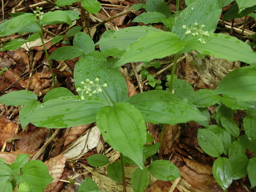 ワタシが撮った尾瀬の花たち