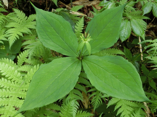 ワタシが撮った尾瀬の花たち