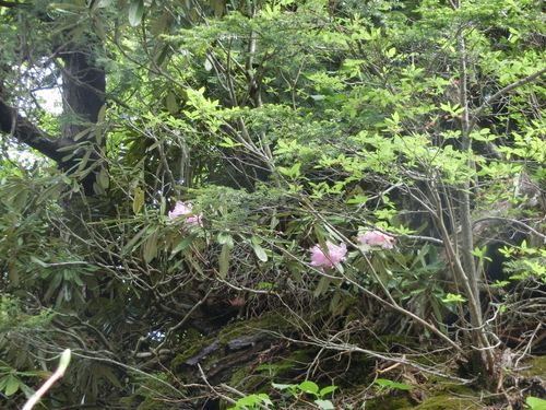 ワタシが撮った尾瀬の花たち