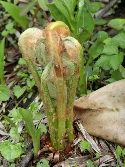 ワタシが撮った尾瀬の花たち