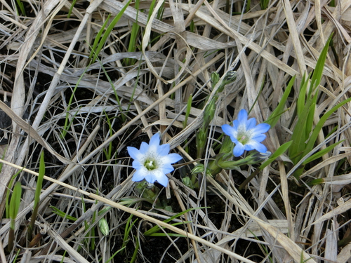 ワタシが撮った尾瀬の花たち