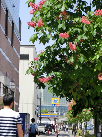 高松にもあったマロニエ並木