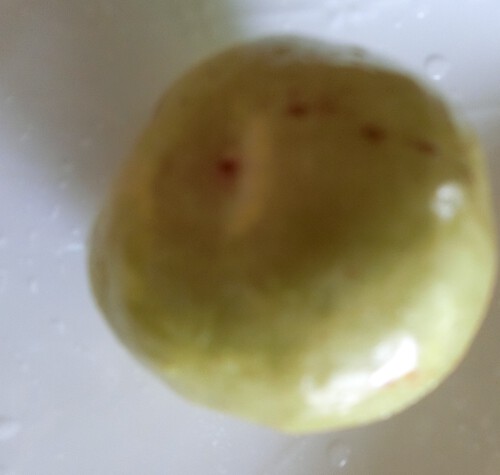 楊貴妃も食べたナツメ、ワタシも食べてみる。