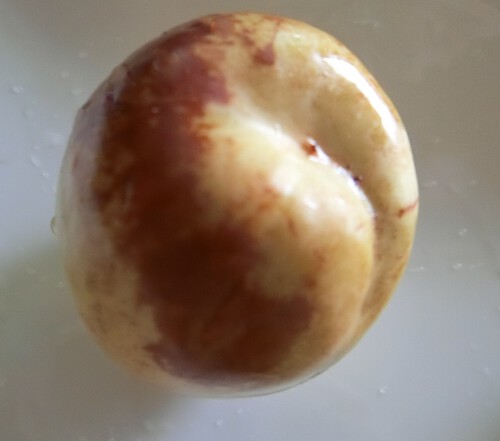 楊貴妃も食べたナツメ、ワタシも食べてみる。