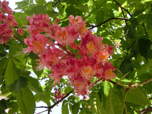 高松にもあったマロニエ並木