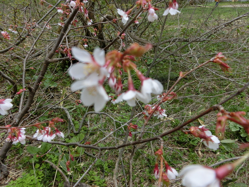 ワタシが撮った尾瀬の花たち