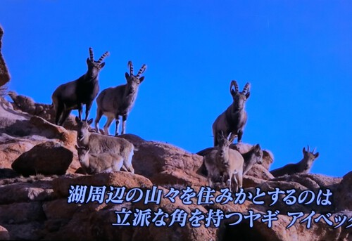 果てしない大草原のモンゴルに行ってみたい。