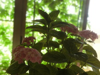 ３か月咲き続けている紫陽花の盆栽