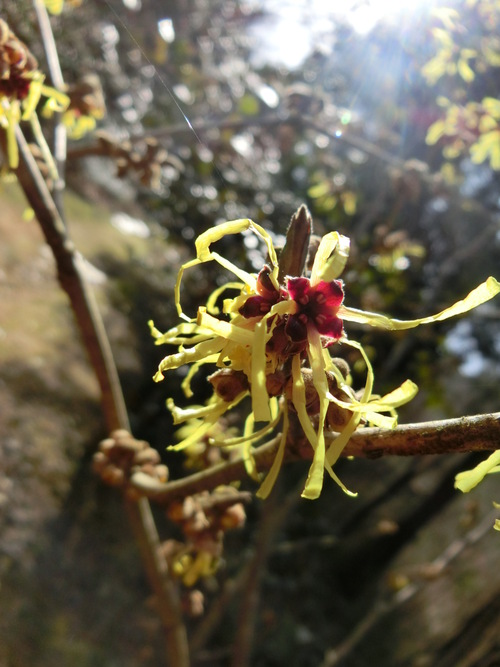マンサクの花の咲く頃に