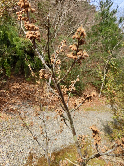 マンサクの花の咲く頃に