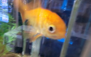 まるちゃんが見せる甘いお顔