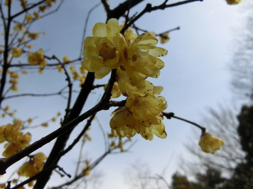 マンサクの花の咲く頃に