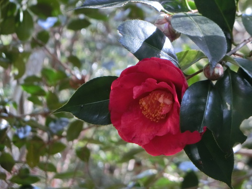 マンサクの花の咲く頃に