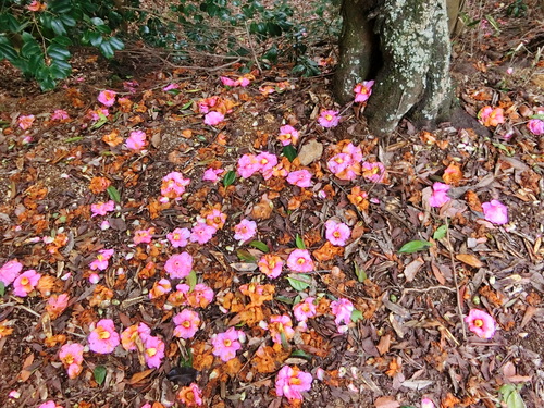 マンサクの花の咲く頃に