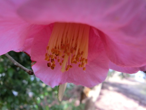マンサクの花の咲く頃に