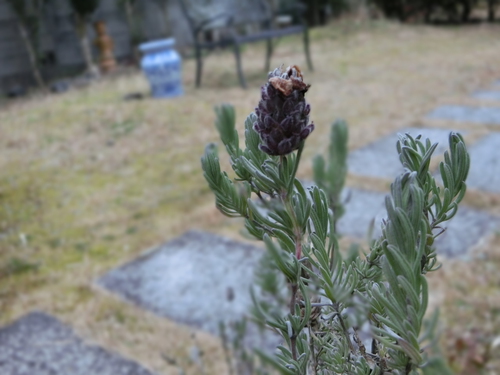 小鳥が主になった？