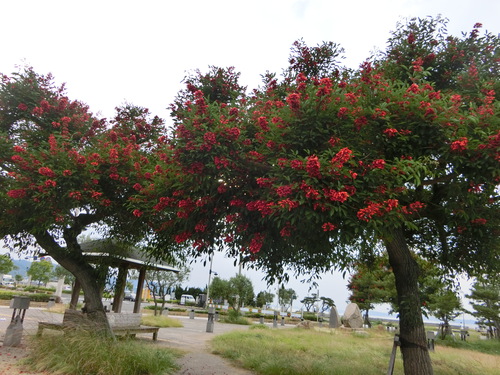 サンポートの紅い花は、アメリカデイゴの花だった。