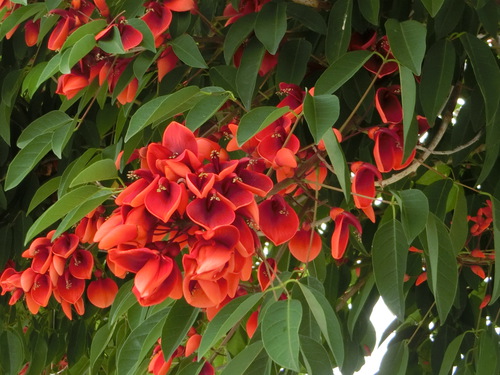 サンポートの紅い花は、アメリカデイゴの花だった。