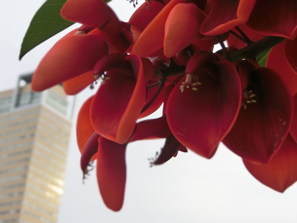 サンポートの紅い花は、アメリカデイゴの花だった。