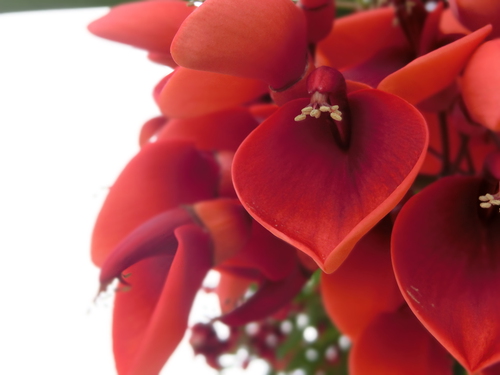 サンポートの紅い花は、アメリカデイゴの花だった。