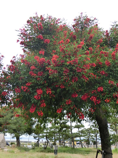 サンポートの紅い花は、アメリカデイゴの花だった。