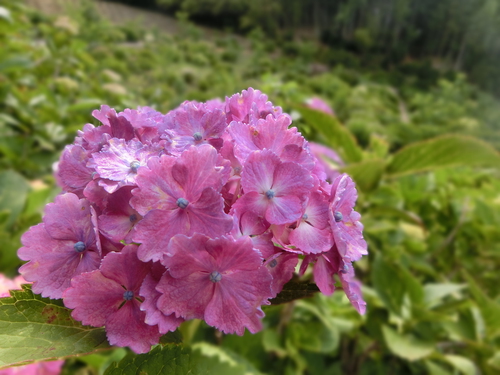 紫陽花『花の寺』へ行く。
