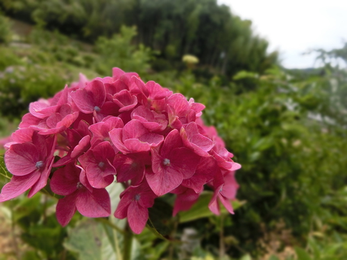 紫陽花『花の寺』へ行く。
